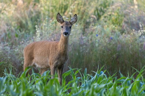 Female roe deer (Capreolus capreolus) standing in front of a meadow.