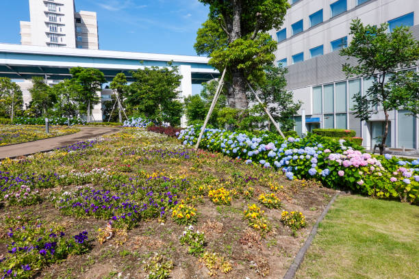 "Flower Plaza" located at the eastern end of Symbol Promenade Park On a sunny day in May 2023, "Flower Plaza" located at the eastern end of Symbol Promenade Park near "Odaiba" in Koto Ward, Tokyo. ちやほや stock pictures, royalty-free photos & images