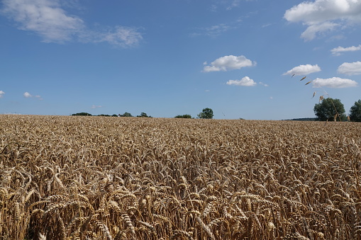 Wheat fields at sunset