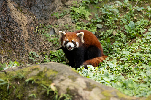 A red panda sitting and smiling