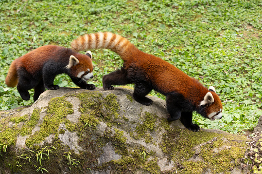 Two red pandas walking in a row on a rock