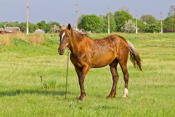 istock beautiful brown horse on a pasture 153037730