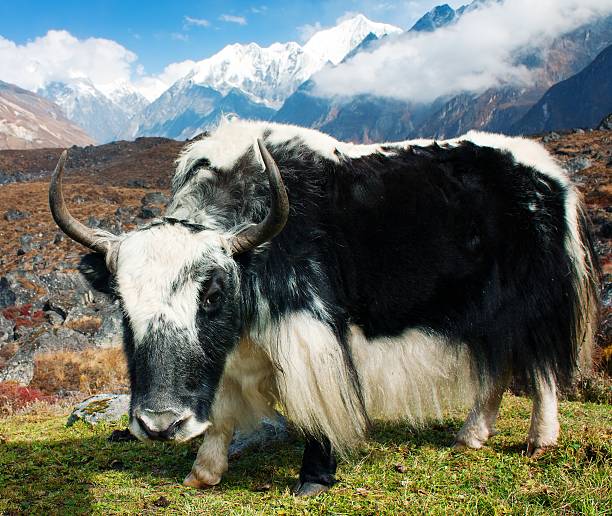 istock Yak in Langtang valley 153038728