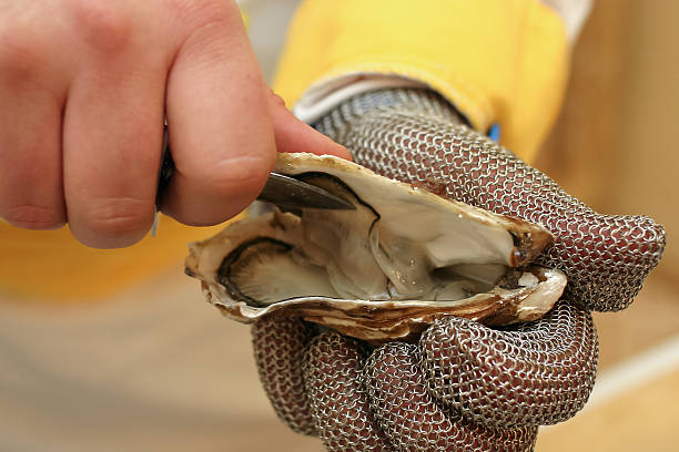 fresh oyster - uitbeenhandschoen stockfoto's en -beelden