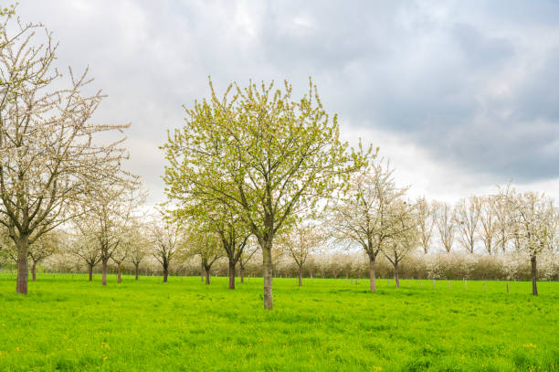 Blossoming fruit trees during springtime in South Limburg stock photo
