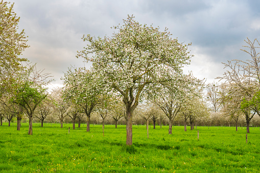 Blossoming fruit trees during springtime in South Limburg, Netherlands. Southern Limburg has long been one of The Netherland's main fruit-growing areas.