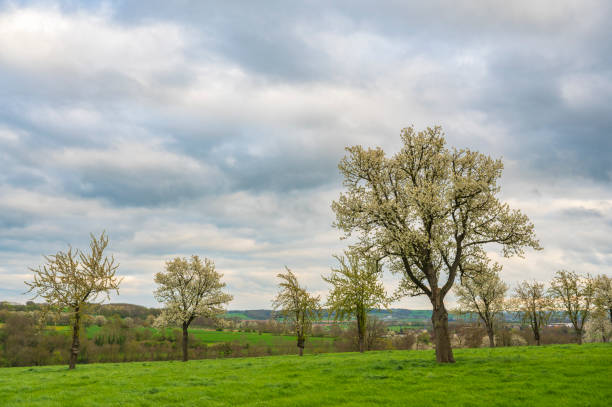istock Blossoming fruit trees during springtime in South Limburg 1530401543