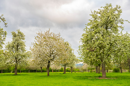 Blossoming fruit trees during springtime in South Limburg, Netherlands. Southern Limburg has long been one of The Netherland's main fruit-growing areas.