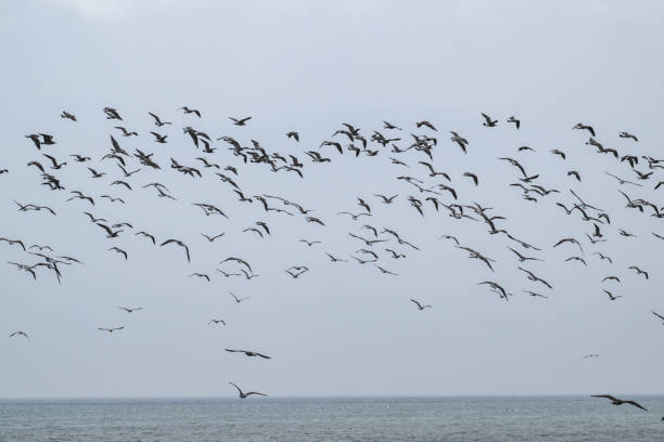 istock Seagulls flying over the sea 1530414947