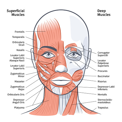 Woman face superficial deep muscles scheme vector illustration on white background