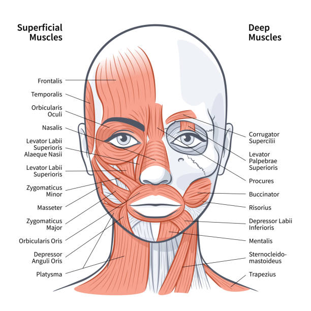 Woman face superficial deep muscles scheme vector illustration Woman face superficial deep muscles scheme vector illustration on white background human muscle stock illustrations