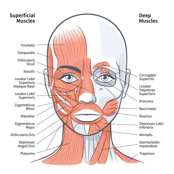 Vector illustration of Woman face superficial deep muscles scheme vector illustration