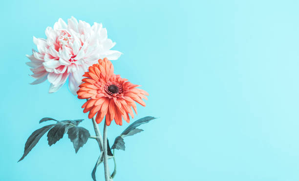 istock Flower vitage on solid pastel for background decoration design. 1530425286