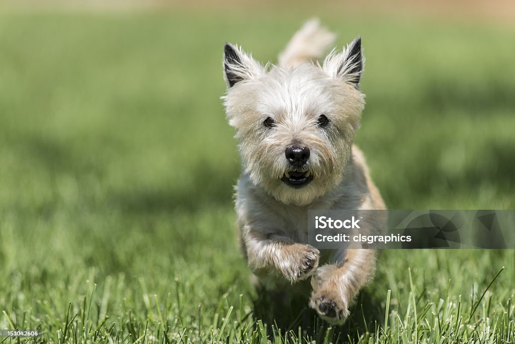 Terrier Pies biegania w zielonej trawie - Zbiór zdjęć royalty-free (Cairn Terrier)