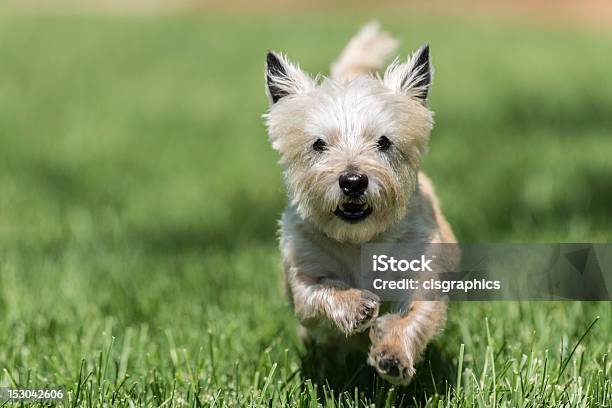 Terrier Pies Biegania W Zielonej Trawie - zdjęcia stockowe i więcej obrazów Cairn Terrier - Cairn Terrier, Trawa, Biegać