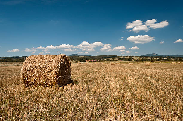 Fardos de feno - fotografia de stock