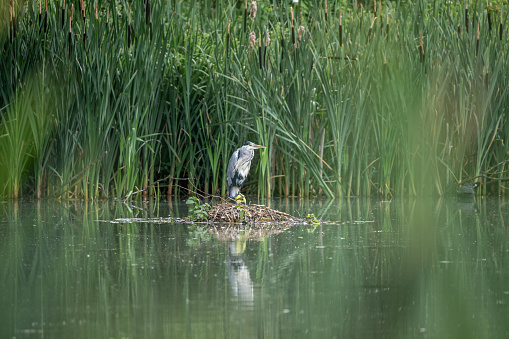 The long legged predatory Grey Heron, Ardea cinerea of the heron family Ardeidae, perched on a bed of reeds on a lake in the UK