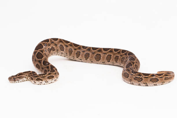 istock Russel`s Viper snake or Eastern Russel’s Viper Daboia siamensis on white background 1530429287