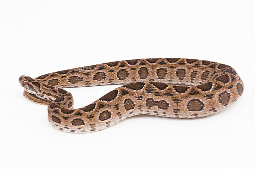 Russel`s Viper snake or Eastern Russel’s Viper Daboia siamensis isolated on white background