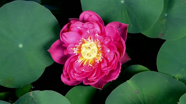 Red lotus flower with green leaves blooming in the pond on dark background