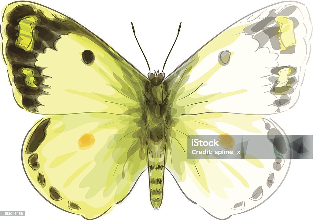 Butterfly Colias Erate,. Watercolor imitation. Butterfly Colias Erate,. Watercolor imitation. EPS10 vector, it contain transparent objects. Animal stock vector