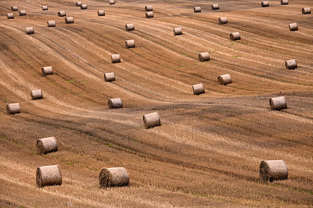 Harvest - foto de acervo