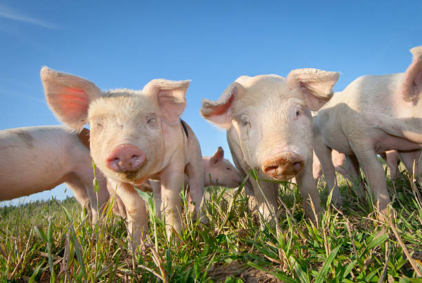 Two cute pigs stock photo