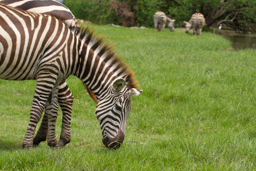 African Zebra eating grass on field
