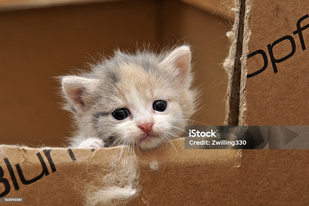 cat looking out of a box curious baby cat looking out of a box Animal Stock Photo