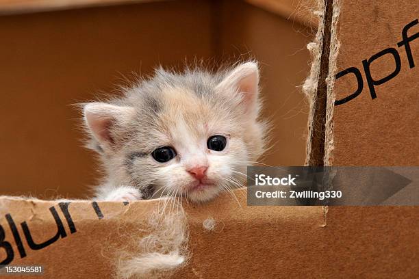 Cat Looking Out Of A Box Stock Photo - Download Image Now - Animal, Animal Body Part, Animal Ear