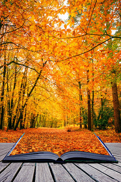istock Creative concept idea of Beautiful Autumn Fall forest scene 153045986