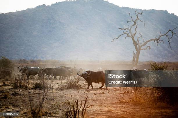 Buffalo In Madikwe Stock Photo - Download Image Now - African Buffalo, Animals In The Wild, Big Five - Safari Animals