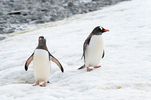 Gentoo penguins entering the ocean, Antarctic Peninsula.