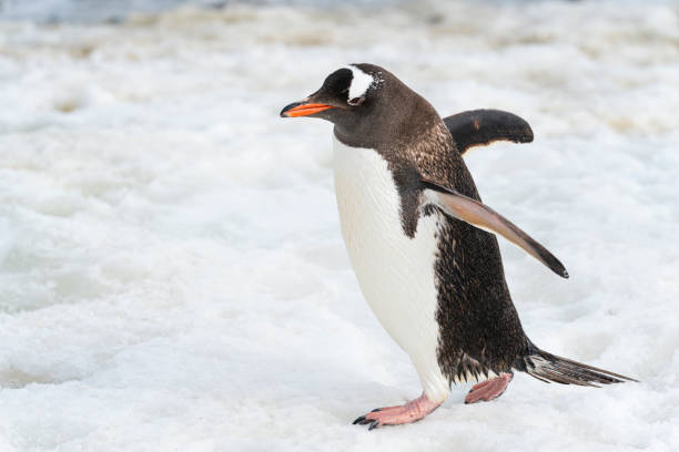 istock Beautiful gentoo penguin walking on snow. Antarctica peninsula. 1530460633