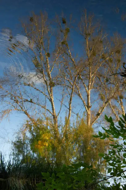 Photo of Bare autumn trees are reflected in the river, light ripples on the surface of the river make the picture abstract and unsteady