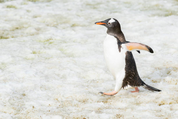 istock Beautiful gentoo penguin walking on snow. Antarctica peninsula. 1530461722