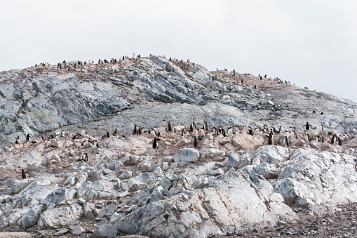 Gentoo penguin colony, on Antarctic Peninsula. Antarctica, polar regions. High quality photo