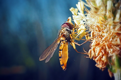 Macro picture of a winged insect sitting on a flower