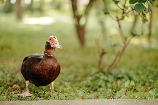 A Pekin hen enjoying the great outdoors.