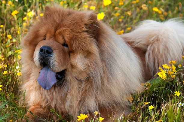 chow-chow cão - chow imagens e fotografias de stock