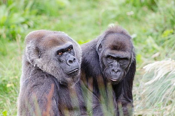 Two young Western Lowland Gorillas stock photo