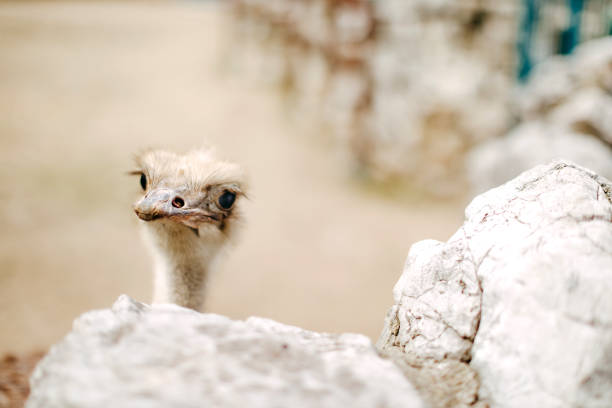 Ostrich looking at camera