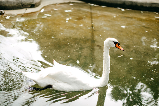 Swan swimming in water