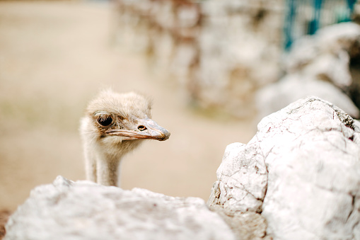 Ostrich looking at camera