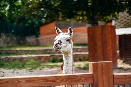 view of alpaca,the head of Alpaca close-up