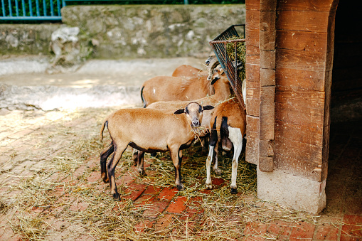 Photo of goat in city zoo