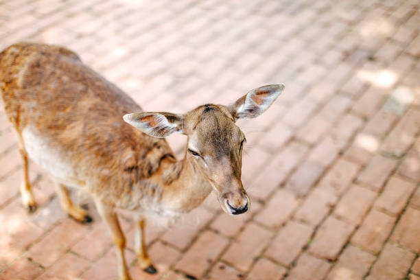 Deer closed in city zoo