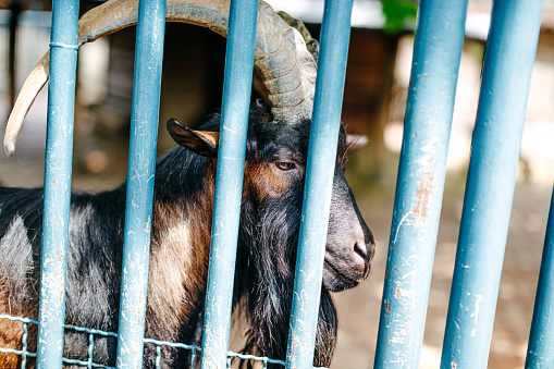 Photo of goat in city zoo
