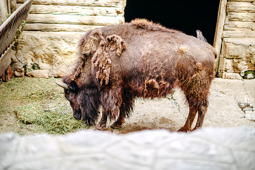 Bison eating in city zoo