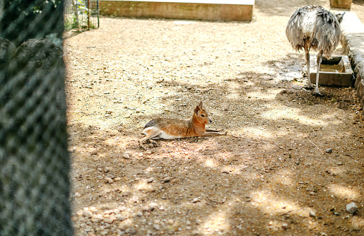 Capybara lying in city zoo